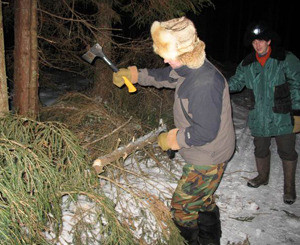 в Донбассе начали воровать елки 