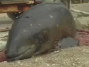 Браконьеры погубили редкого дельфина