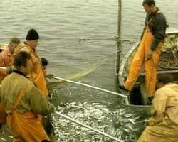 Чтобы не допустить замора рыбы в Азовском море, рыбаков обязали ее выловить