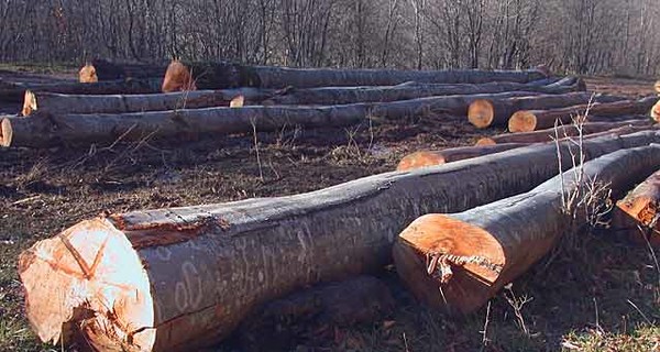 Донбасс рискует остаться без леса