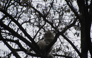 Донецкий кот просидел на дереве целую неделю