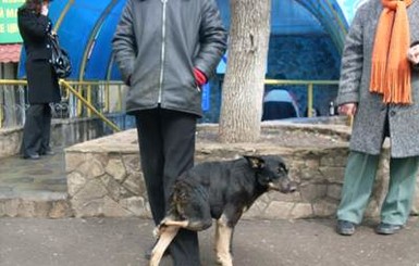 Донецкая семья дала приют харьковской собаке-инвалиду