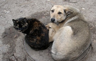 Для гуманного отлова собак Ахметов снабдил Донецк шприцеметами