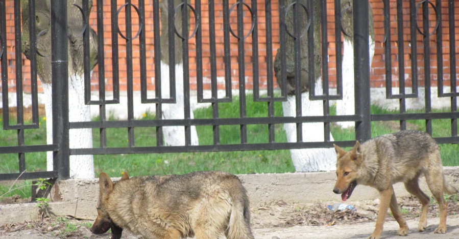 В Мариуполе продолжают бесчинствовать волки