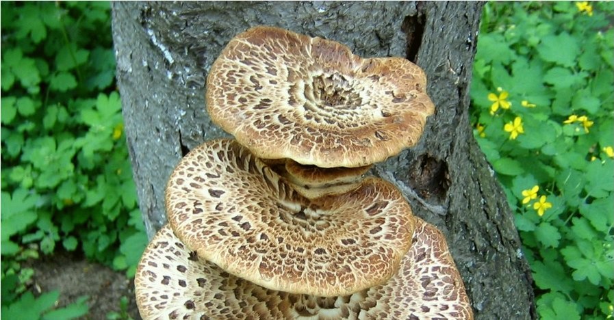 Две маленькие сестрички отравились древесными грибами