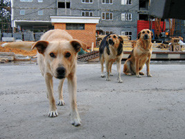 Собаки атакуют: в Мариуполе бродяга искусала женщине ногу 