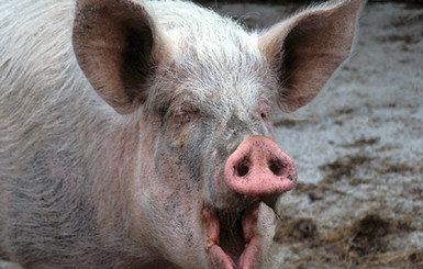Ветеринары ищут в Мариуполе свиную чуму