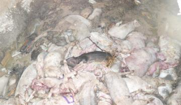 Под Донецком гниют и разлагаются сотни свиных туш, а трупный яд стекает в Кальмиус