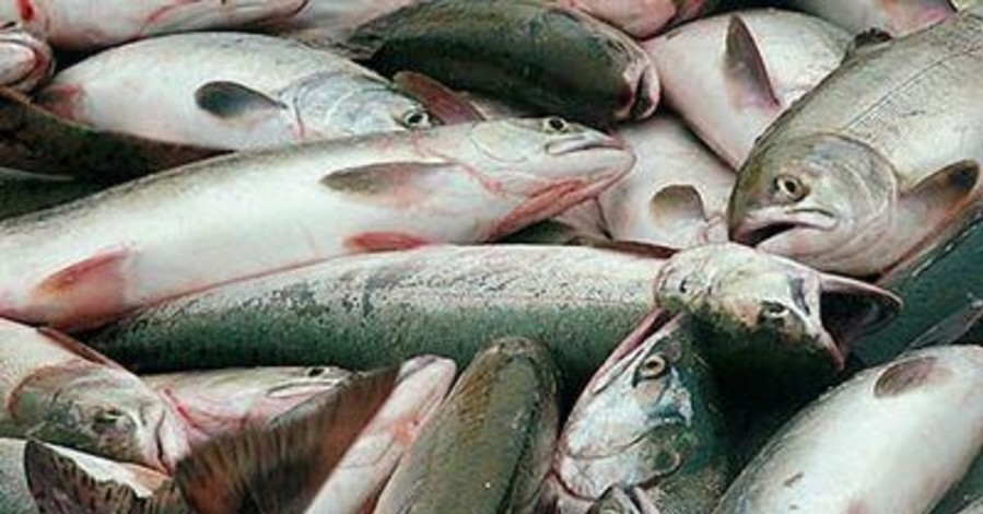 Донбасские браконьеры ловили в Азовском море краснокнижную рыбу  