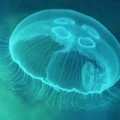 Акватории Азова атакуют медузы-иностранцы