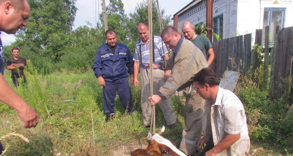 Мариупольские эмчеэсники провели уникальную операцию по спасению коровы