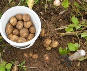 Вскоре в Донецке упадут цены на картошку
