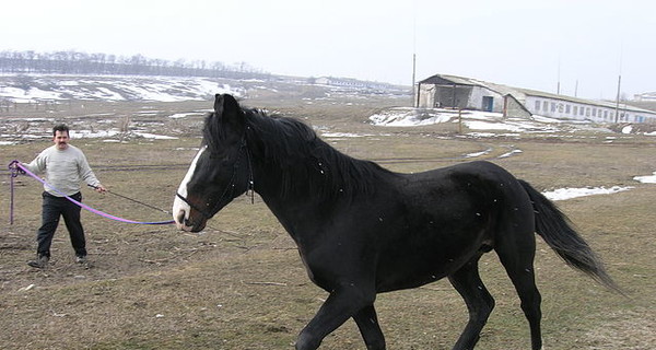 В Донецке ищут пропавшего коня