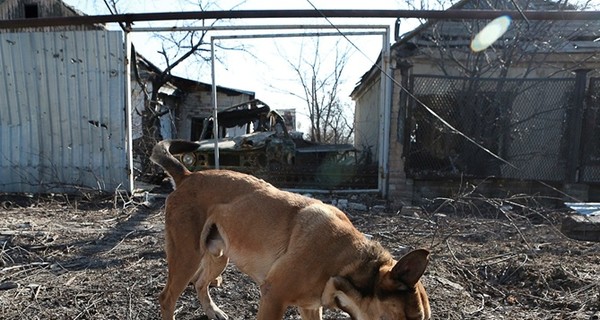 Дикие собаки атакуют Прикарпатье