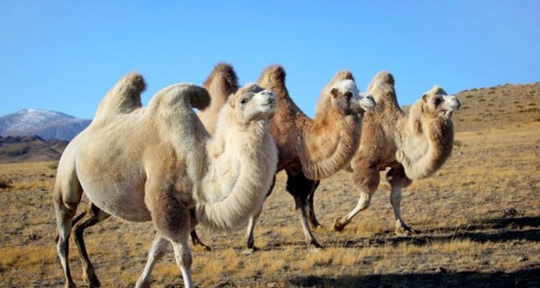 В Астрахани стадо верблюдов растоптало автомобиль с семьей 