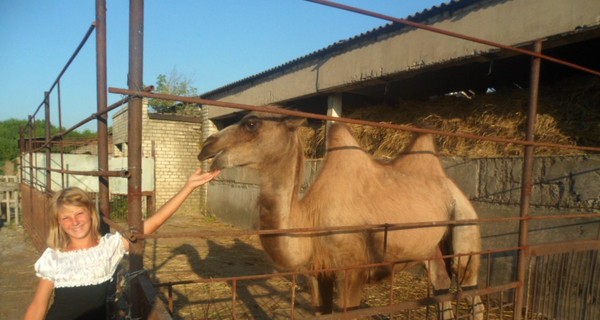 Многодетная семья из зоны АТО приютила у себя верблюдицу