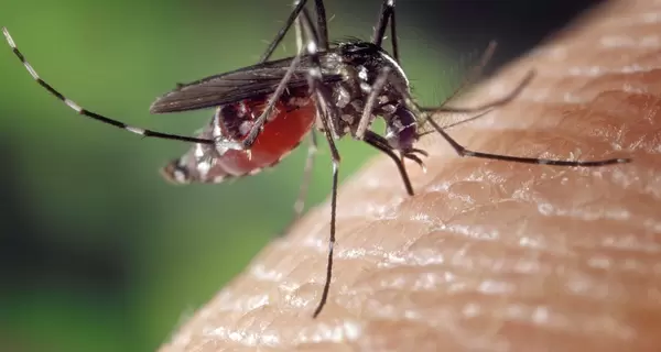 В Кривом Роге у женщины после укуса комара под кожей вырос 11-сантиметровый гельминт