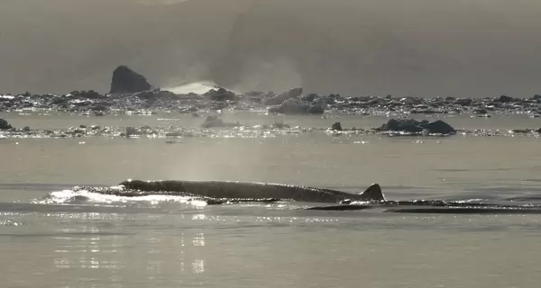 Украинским полярникам удалось записать звуки редких китов