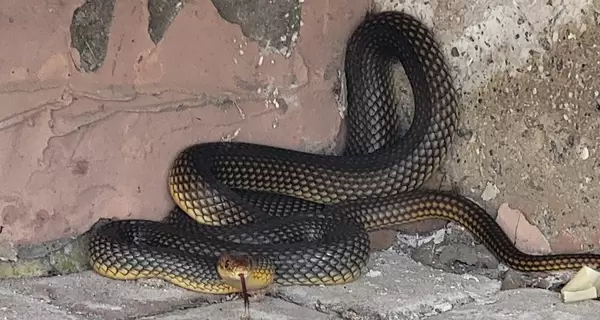В Одессе редкая змея укусила директора зоопарка