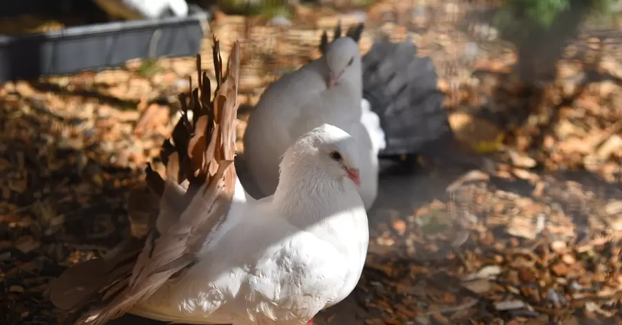 В Луцком зоопарке голуби, которых военные спасли под Бахмутом, дали потомство