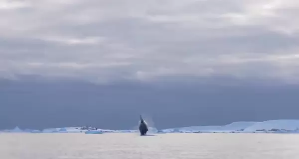 Украинские полярники показали, как прыгают киты в Антарктике