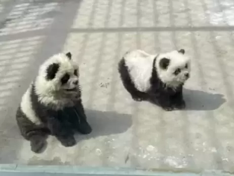 Китайский зоопарк покрасил собак 